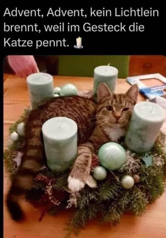 Kein Lichtlein brennt, da die Katze im Adventskranz pennt